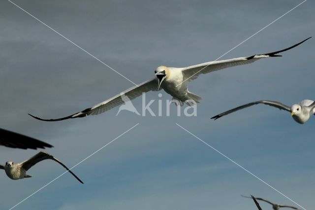 Northern Gannet (Morus bassanus)