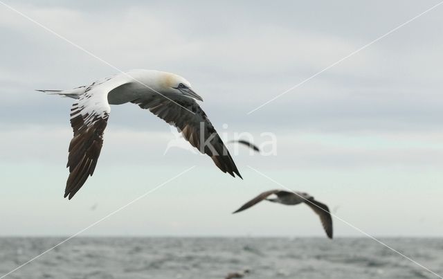 Northern Gannet (Morus bassanus)