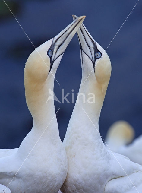 Northern Gannet (Morus bassanus)