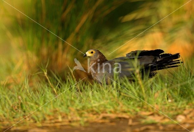 Kaalkopkiekendief (Polyboroides typus)