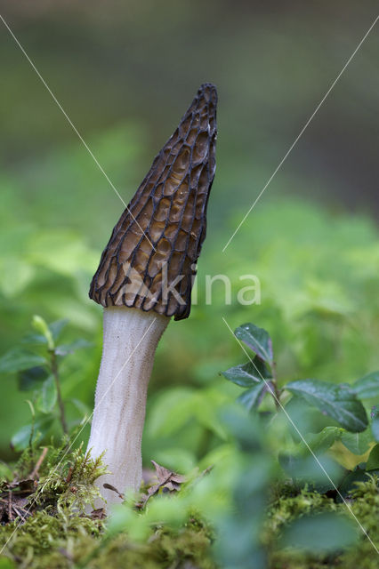 Kegelmorielje (Morchella elata)