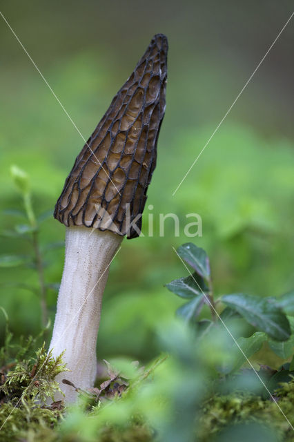 Kegelmorielje (Morchella elata)