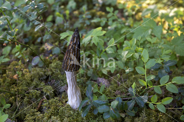 Kegelmorielje (Morchella elata)