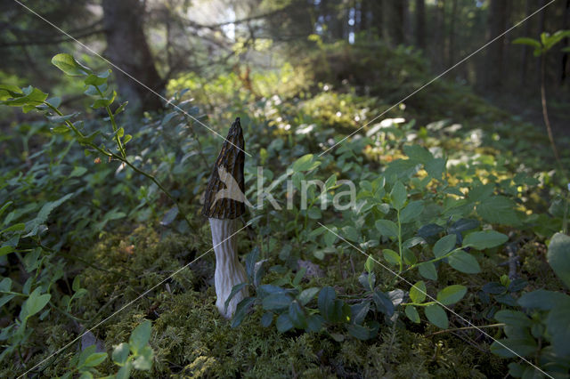 Black morel (Morchella elata)