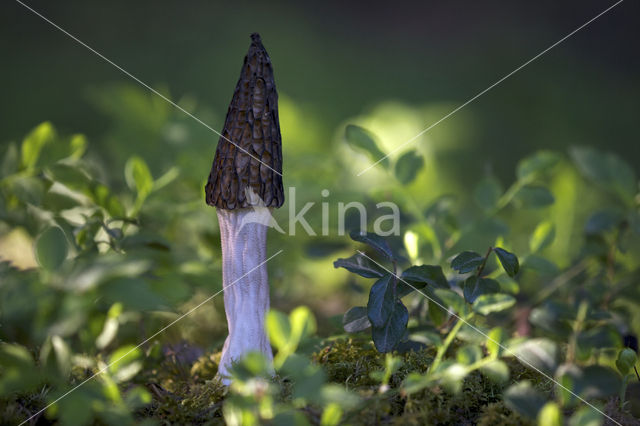 Kegelmorielje (Morchella elata)