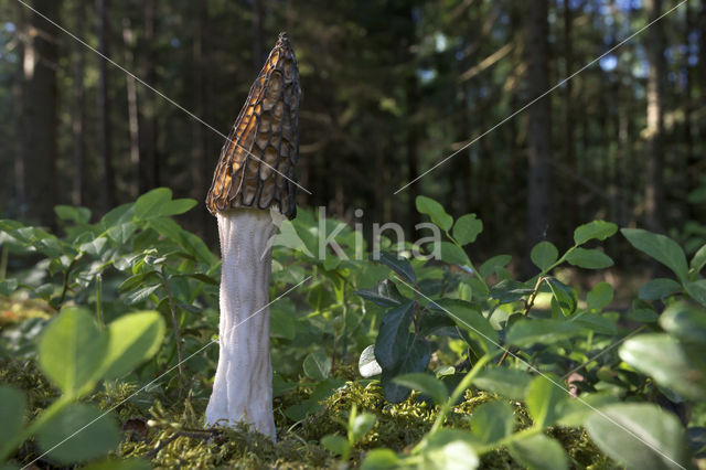 Black morel (Morchella elata)