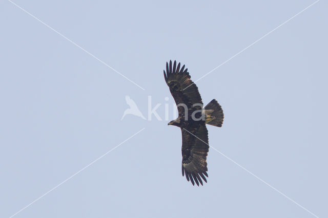 Imperial Eagle (Aquila heliaca)