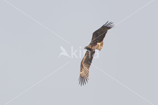 Keizerarend (Aquila heliaca)