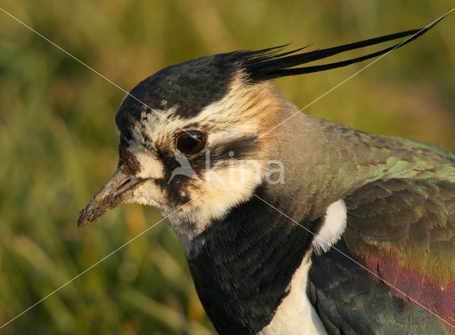 Lapwing (Vanellus vanellus)