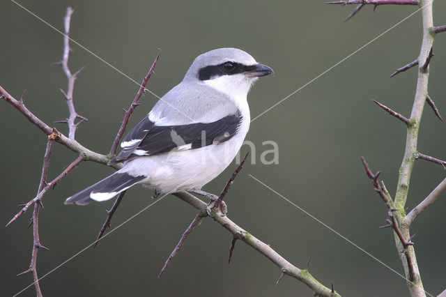 Great Grey Shrike (Lanius excubitor)