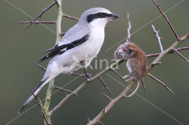 Great Grey Shrike (Lanius excubitor)