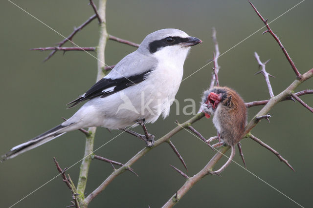 Klapekster (Lanius excubitor)