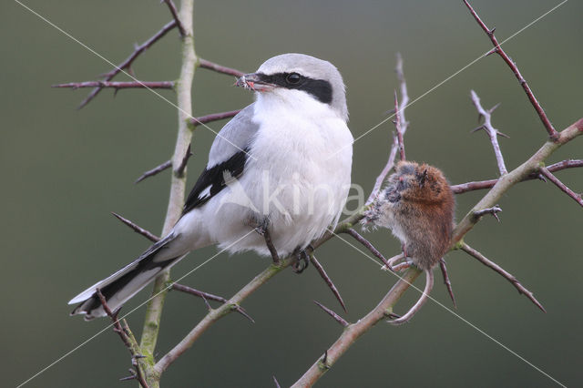 Great Grey Shrike (Lanius excubitor)