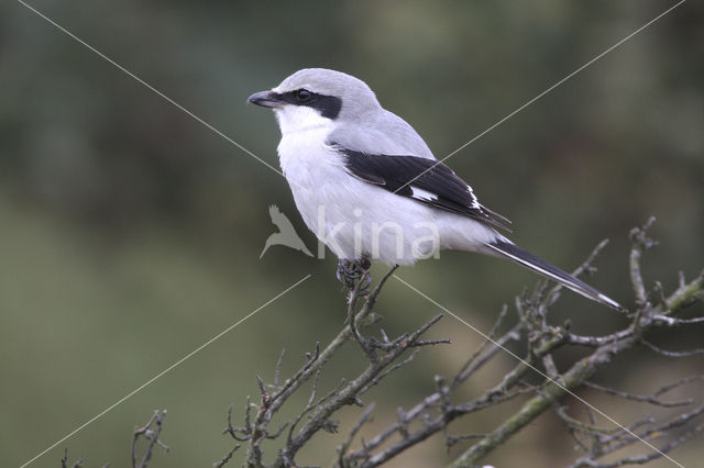 Great Grey Shrike (Lanius excubitor)