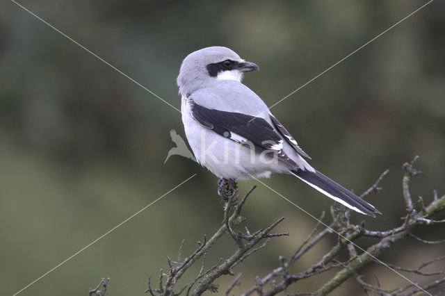 Great Grey Shrike (Lanius excubitor)