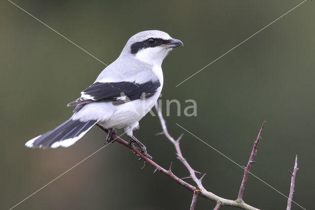 Klapekster (Lanius excubitor)