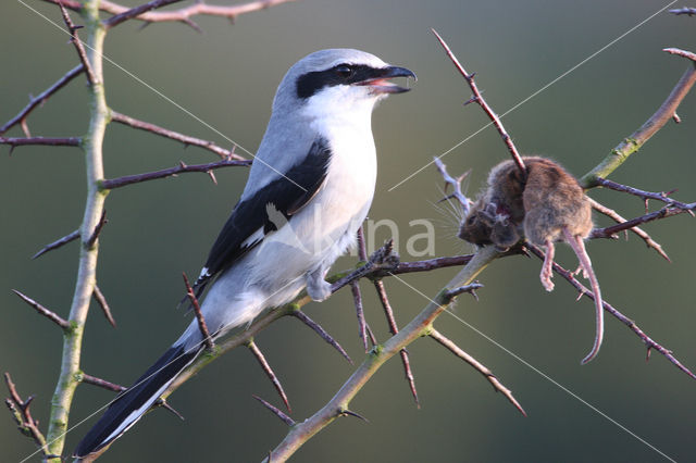 Great Grey Shrike (Lanius excubitor)