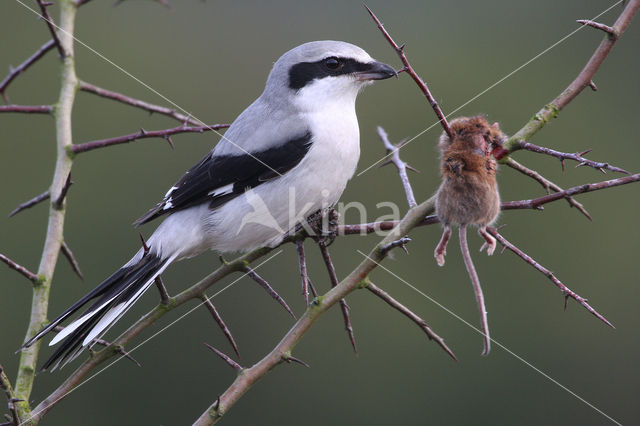 Klapekster (Lanius excubitor)