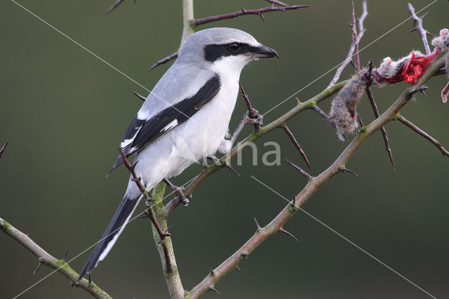 Great Grey Shrike (Lanius excubitor)