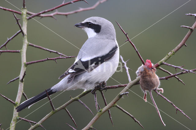 Great Grey Shrike (Lanius excubitor)