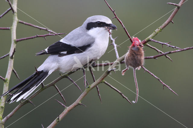 Klapekster (Lanius excubitor)