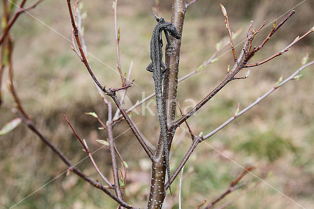 Klapekster (Lanius excubitor)