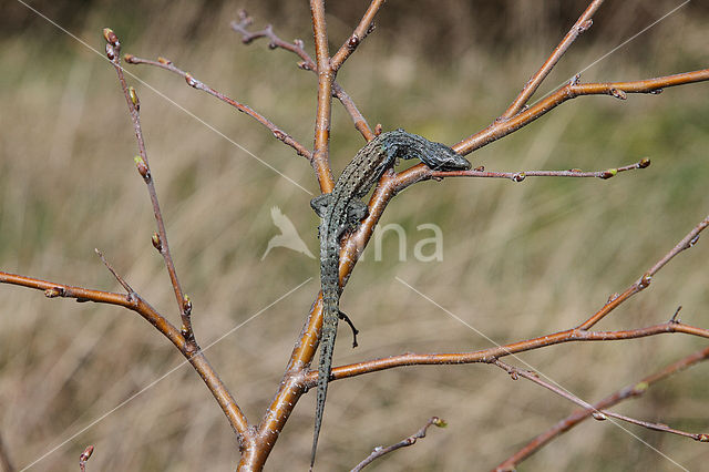 Great Grey Shrike (Lanius excubitor)