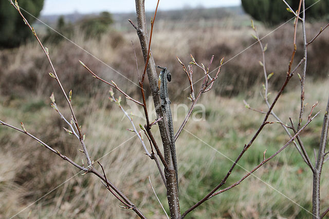 Great Grey Shrike (Lanius excubitor)