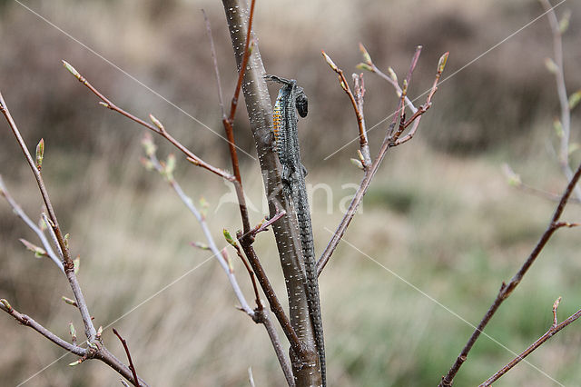 Great Grey Shrike (Lanius excubitor)