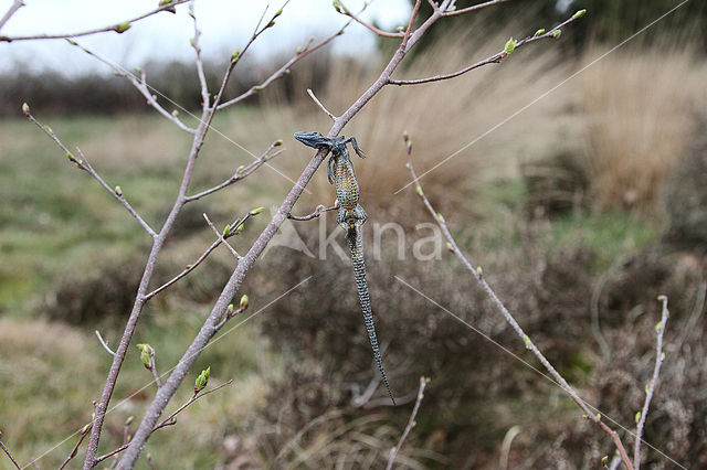 Great Grey Shrike (Lanius excubitor)