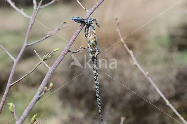 Klapekster (Lanius excubitor)