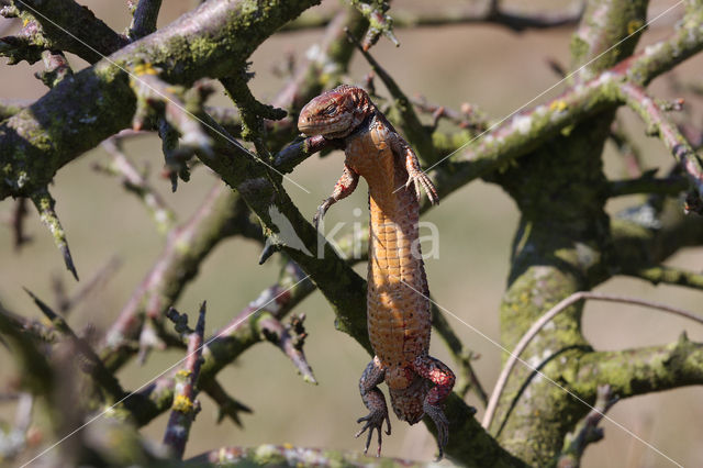 Klapekster (Lanius excubitor)