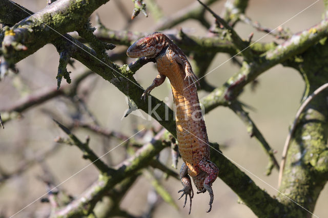 Klapekster (Lanius excubitor)