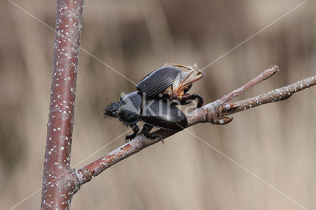 Great Grey Shrike (Lanius excubitor)