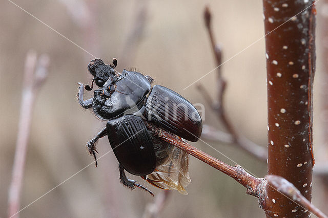 Klapekster (Lanius excubitor)