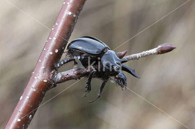 Klapekster (Lanius excubitor)