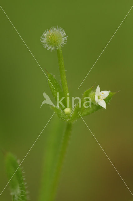 Kleefkruid (Galium aparine)