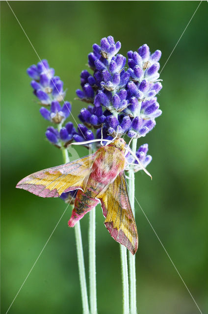 Klein avondrood (Deilephila porcellus)