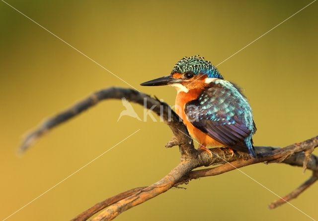 Kleine Gekuifde IJsvogel