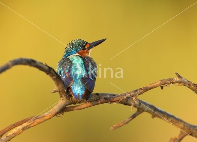 Malachite Kingfisher (Alcedo cristata)