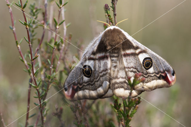 Kleine nachtpauwoog (Saturnia pavonia)