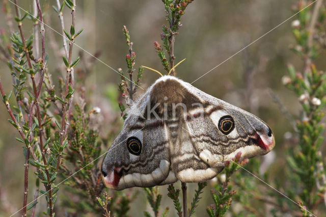 Kleine nachtpauwoog (Saturnia pavonia)