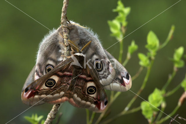 Kleine nachtpauwoog (Saturnia pavonia)