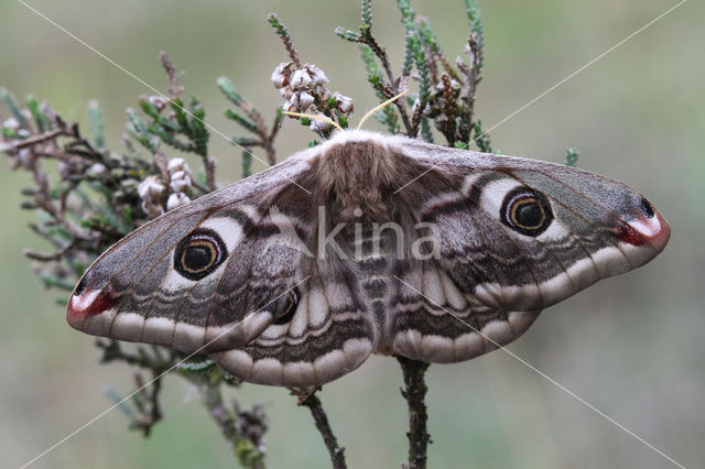 Kleine nachtpauwoog (Saturnia pavonia)