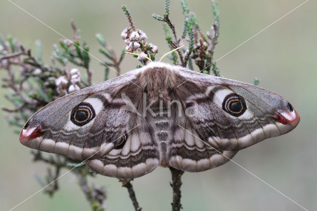 Kleine nachtpauwoog (Saturnia pavonia)