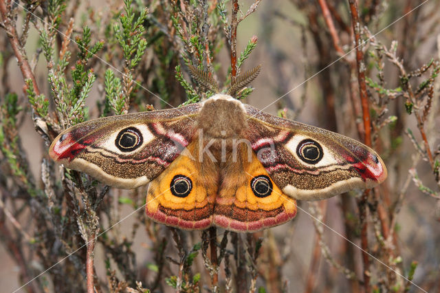 Emperor Moth (Saturnia pavonia)