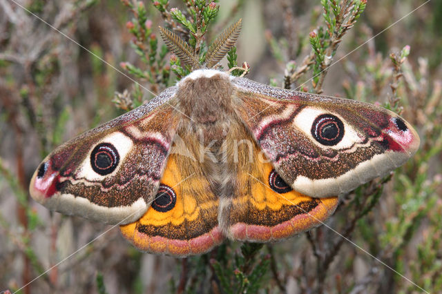 Kleine nachtpauwoog (Saturnia pavonia)