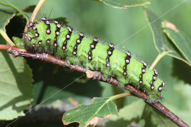 Kleine nachtpauwoog (Saturnia pavonia)