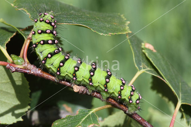 Kleine nachtpauwoog (Saturnia pavonia)