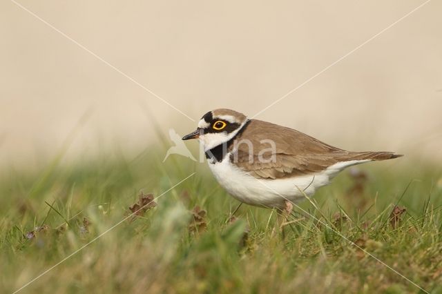 Kleine Plevier (Charadrius dubius)